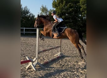 Englisches Vollblut, Wallach, 10 Jahre, 172 cm, Brauner