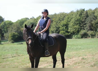 Englisches Vollblut, Wallach, 10 Jahre, 173 cm, Dunkelbrauner