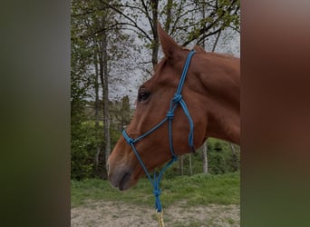 Englisches Vollblut, Wallach, 10 Jahre, 175 cm