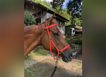 Englisches Vollblut, Wallach, 10 Jahre, 175 cm, Fuchs