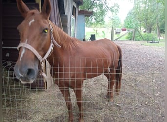 Englisches Vollblut, Wallach, 11 Jahre, 152 cm, Brauner