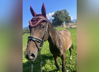 Englisches Vollblut, Wallach, 11 Jahre, 160 cm, Dunkelbrauner