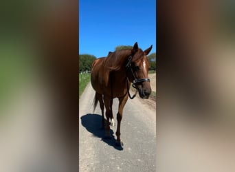 Englisches Vollblut, Wallach, 11 Jahre, 160 cm, Fuchs