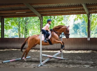 Englisches Vollblut, Wallach, 11 Jahre, 162 cm, Fuchs