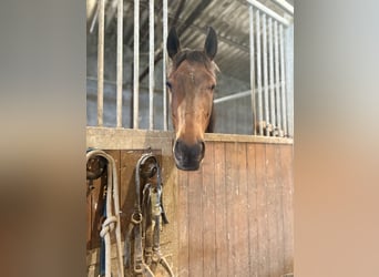 Englisches Vollblut, Wallach, 11 Jahre, 162 cm, Schwarzbrauner