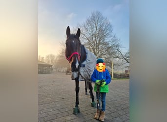 Englisches Vollblut, Wallach, 11 Jahre, 163 cm, Brauner