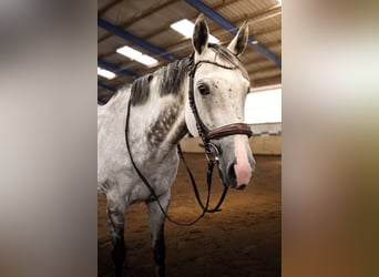 Englisches Vollblut, Wallach, 11 Jahre, 163 cm, Schimmel