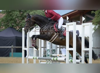 Englisches Vollblut, Wallach, 11 Jahre, 165 cm, Brauner