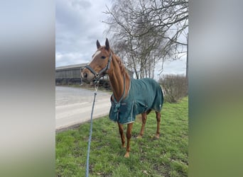 Englisches Vollblut, Wallach, 11 Jahre, 168 cm, Fuchs