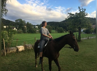 Englisches Vollblut, Wallach, 11 Jahre, 170 cm, Dunkelfuchs