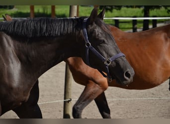 Englisches Vollblut, Wallach, 12 Jahre, 160 cm, Dunkelbrauner