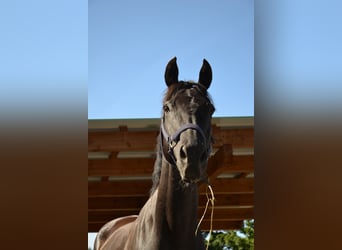 Englisches Vollblut, Wallach, 12 Jahre, 160 cm, Dunkelbrauner