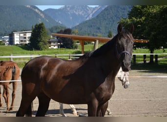 Englisches Vollblut, Wallach, 12 Jahre, 160 cm, Dunkelbrauner