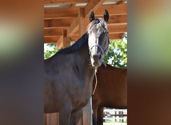 Englisches Vollblut, Wallach, 12 Jahre, 160 cm, Dunkelbrauner