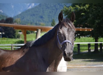 Englisches Vollblut, Wallach, 12 Jahre, 160 cm, Dunkelbrauner