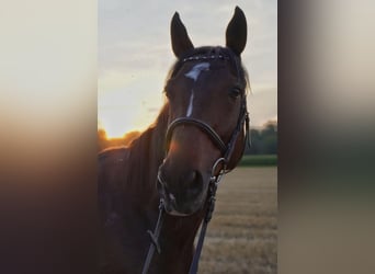 Englisches Vollblut, Wallach, 12 Jahre, 163 cm, Dunkelbrauner