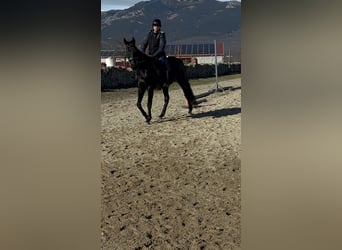 Englisches Vollblut, Wallach, 12 Jahre, 164 cm, Rappe