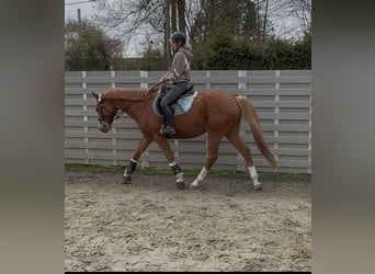 Englisches Vollblut, Wallach, 12 Jahre, 165 cm, Fuchs