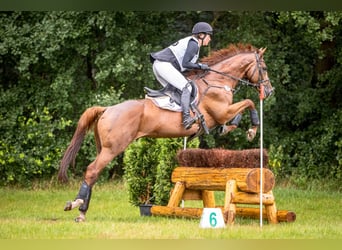 Englisches Vollblut, Wallach, 12 Jahre, 167 cm, Fuchs