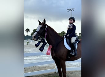 Englisches Vollblut, Wallach, 12 Jahre, 168 cm, Dunkelfuchs