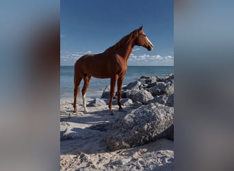 Englisches Vollblut, Wallach, 12 Jahre, 168 cm, Dunkelfuchs