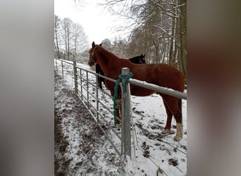 Englisches Vollblut Mix, Wallach, 12 Jahre, 175 cm, Fuchs