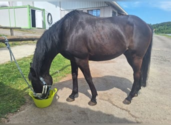 Englisches Vollblut, Wallach, 13 Jahre, 160 cm, Dunkelbrauner