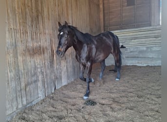 Englisches Vollblut, Wallach, 13 Jahre, 160 cm, Dunkelbrauner