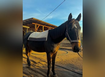 Englisches Vollblut, Wallach, 13 Jahre, 160 cm, Dunkelbrauner