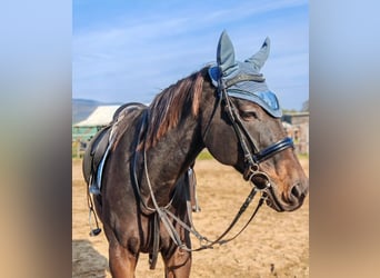 Englisches Vollblut, Wallach, 13 Jahre, 160 cm, Dunkelbrauner
