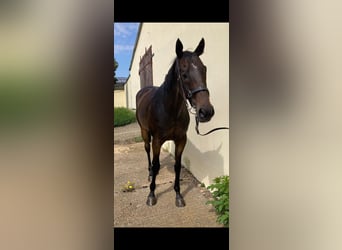 Englisches Vollblut, Wallach, 13 Jahre, 160 cm, Dunkelbrauner