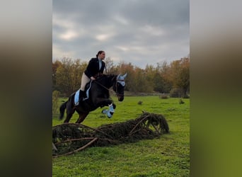 Englisches Vollblut, Wallach, 13 Jahre, 160 cm, Dunkelbrauner