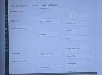 Englisches Vollblut, Wallach, 13 Jahre, 160 cm, Dunkelbrauner