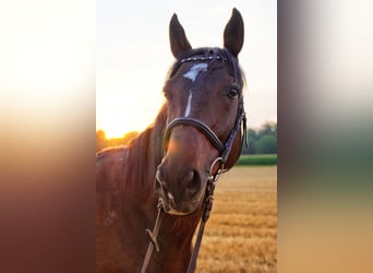 Englisches Vollblut, Wallach, 13 Jahre, 160 cm, Dunkelbrauner