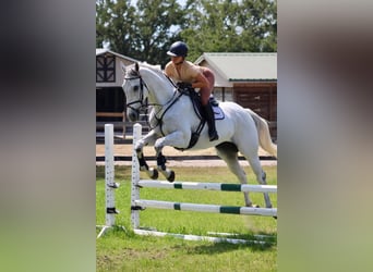 Englisches Vollblut, Wallach, 13 Jahre, 163 cm, White