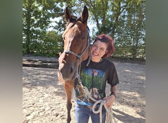 Englisches Vollblut, Wallach, 13 Jahre, 165 cm, Dunkelbrauner