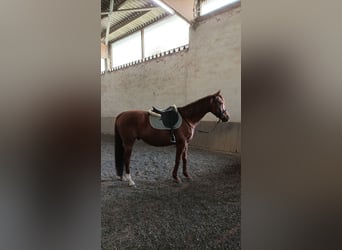 Englisches Vollblut, Wallach, 13 Jahre, 165 cm
