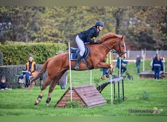 Englisches Vollblut, Wallach, 13 Jahre, 170 cm, Dunkelfuchs