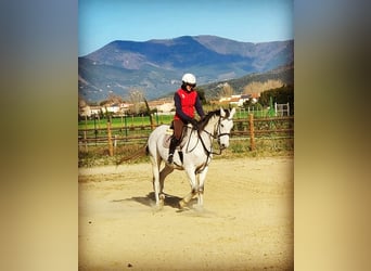 Englisches Vollblut, Wallach, 13 Jahre, Schimmel