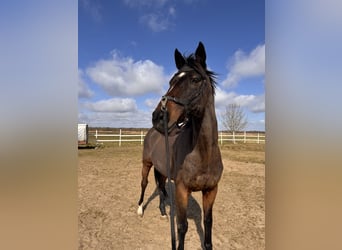 Englisches Vollblut, Wallach, 14 Jahre, 165 cm, Dunkelbrauner