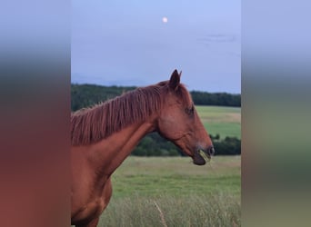 Englisches Vollblut, Wallach, 14 Jahre, 165 cm