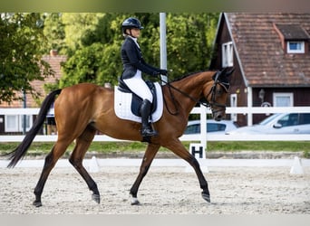 Englisches Vollblut, Wallach, 14 Jahre, 167 cm, Brauner