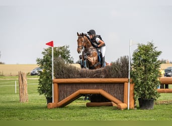 Englisches Vollblut, Wallach, 14 Jahre, 167 cm, Rotbrauner