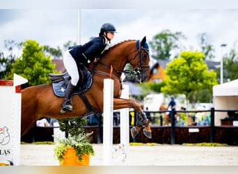 Englisches Vollblut, Wallach, 14 Jahre, 169 cm, Fuchs