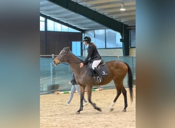 Englisches Vollblut, Wallach, 14 Jahre, 170 cm, Brauner