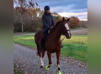 Englisches Vollblut, Wallach, 14 Jahre, 173 cm, Fuchs