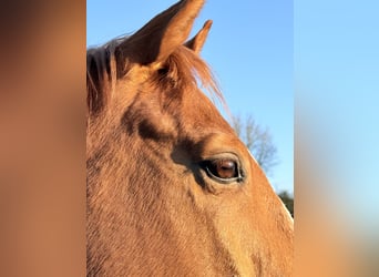 Englisches Vollblut, Wallach, 14 Jahre, Fuchs