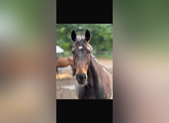 Englisches Vollblut, Wallach, 15 Jahre, 163 cm, Brauner
