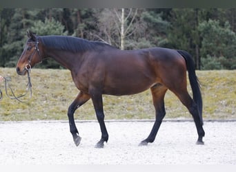Englisches Vollblut, Wallach, 15 Jahre, 163 cm, Brauner