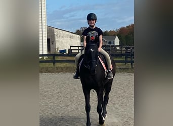 Englisches Vollblut, Wallach, 15 Jahre, 165 cm, Rappe